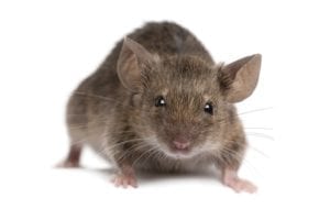 house mouse just one mouse