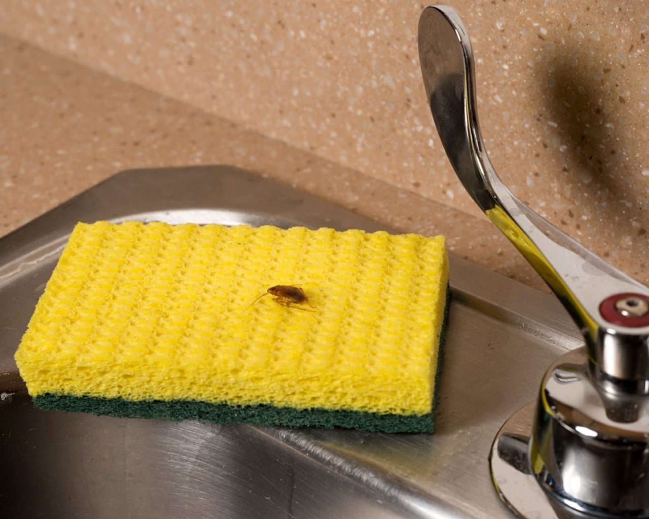 24_German_Cockroach_on_Sink.jpg 24_German_Cockroach_on_Sink.jpg