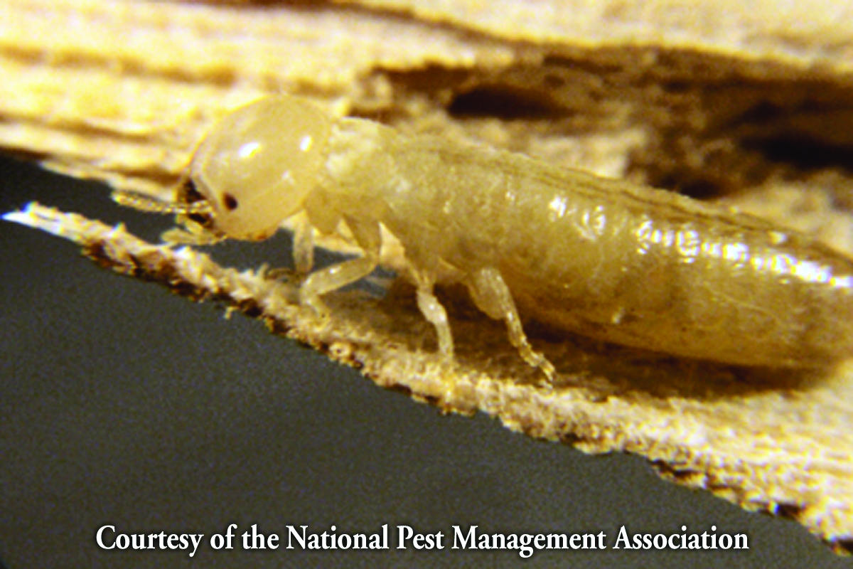 TermiteHi-Res