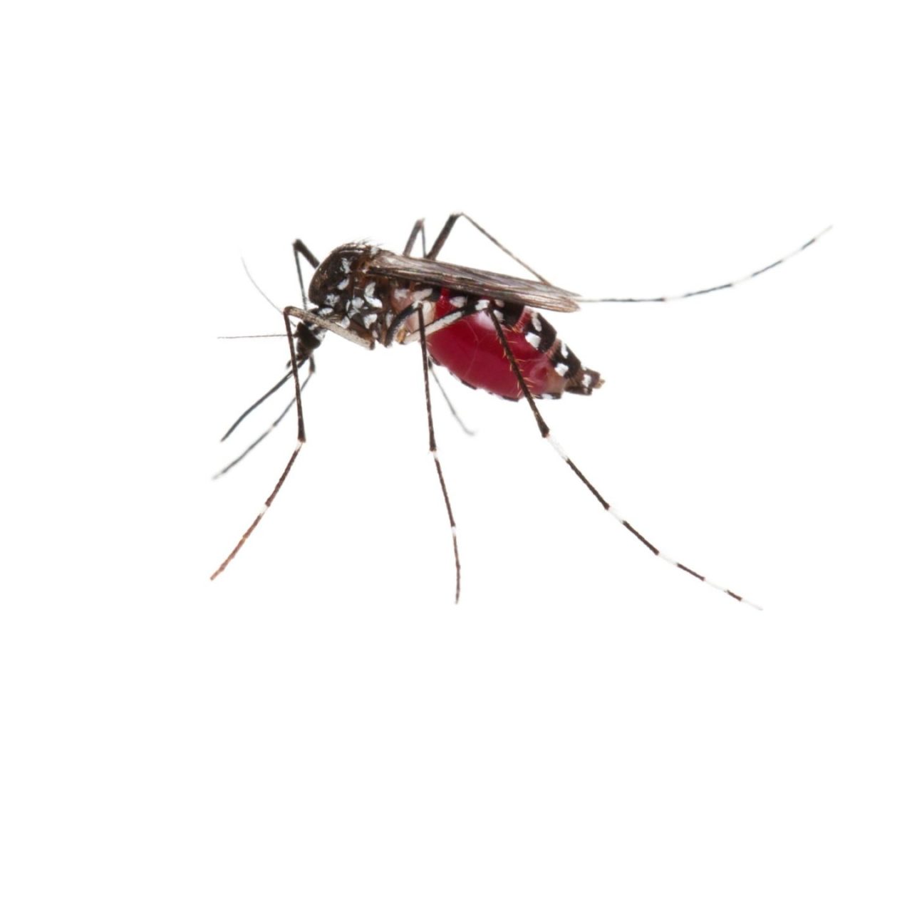 aedes_aegypti.jpg franklin pest solutions mosquito