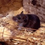 Deer Mouse in Sawdust Habitat