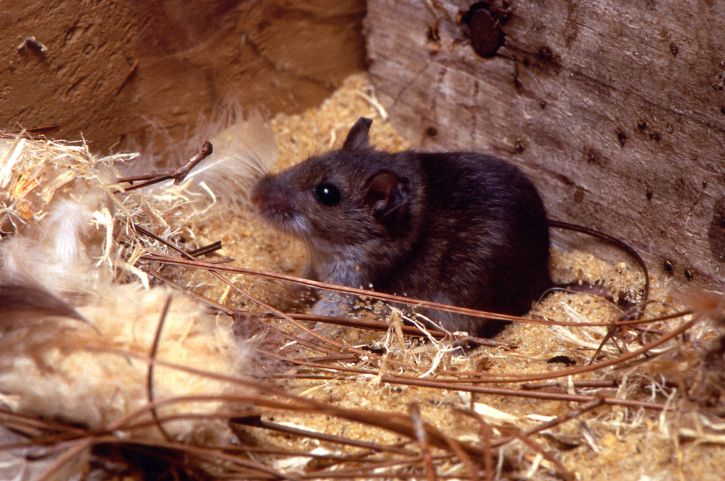 mouse nesting in attic insulation mouse nesting in attic insulation