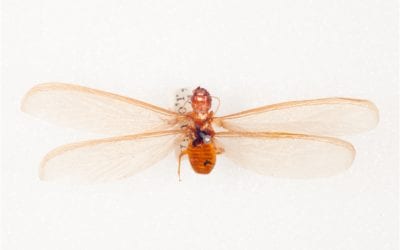 Termite Awareness 2019