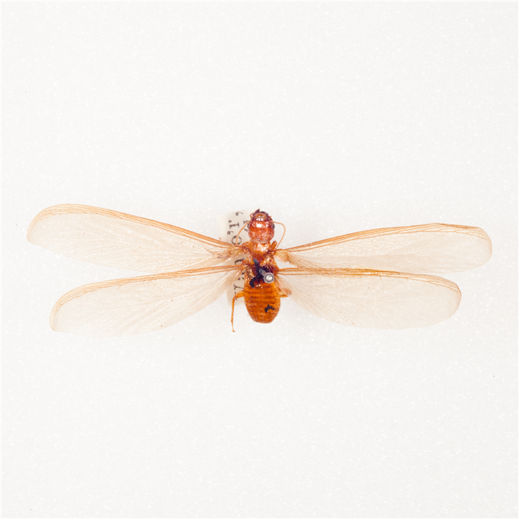 termite_swarmer_wingspan