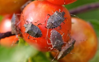 How to Keep Stink Bugs (and Other Fall Pests) Out of Your Home