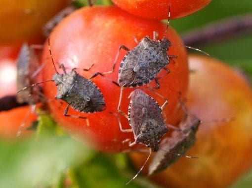 stink bugs on tomato
