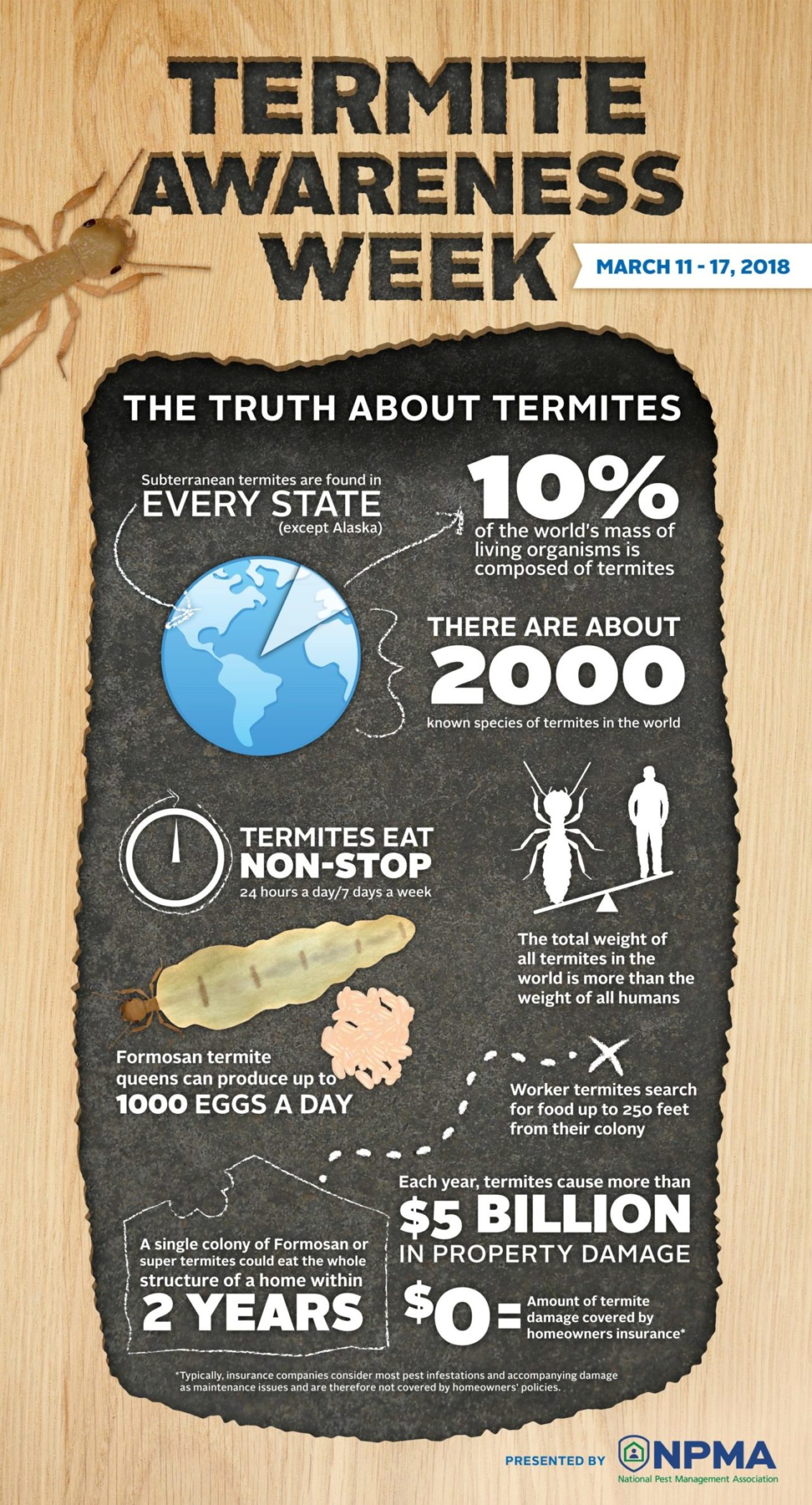 termite infographic termite infographic