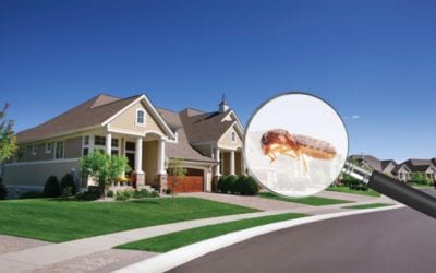 Termites in Indiana. They’re swarming! We’re ready. Are you?