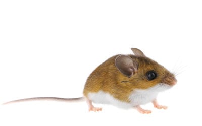 How to Get Rid of Mice and Other Fall Pests
