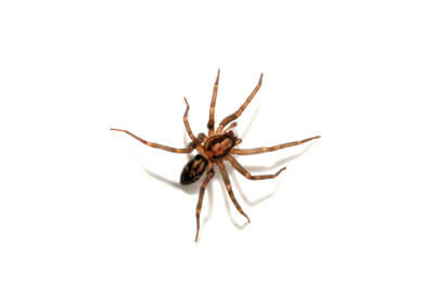 A brown Wolf Spider with long legs is seen on a white background.