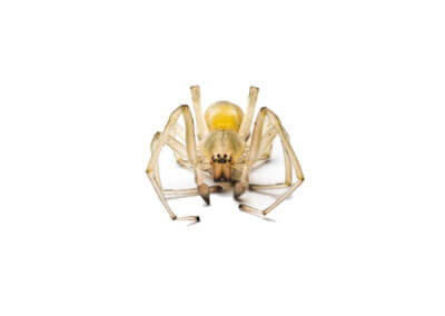 Close-up view of a Yellow Sac Spider on a white background, showing its eight legs and two prominent eyes.