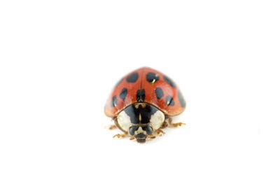 7 Pollinators That You Should Know