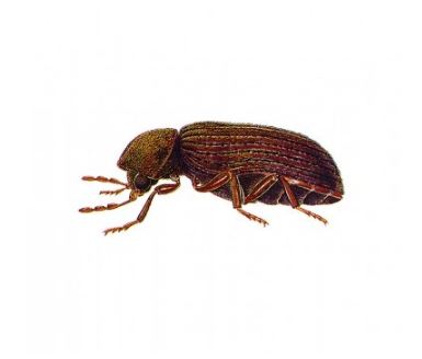 Cigarette Beetle Pest Control Available at Franklin Pest Solutions in the Chicago and Rockford DMA