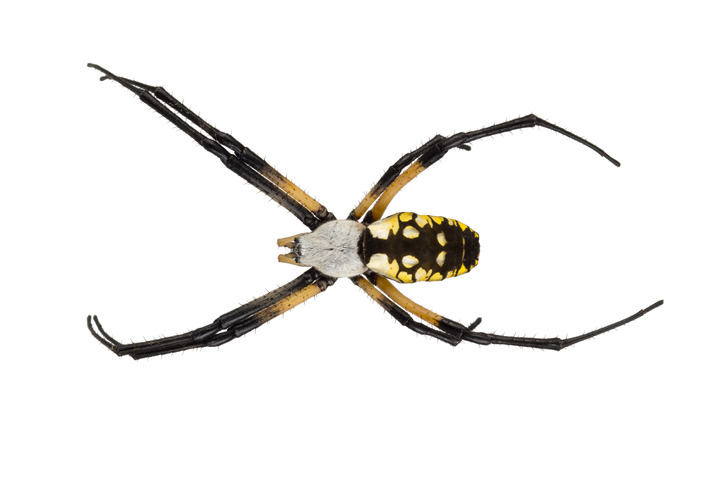 Our remedy for orb weaver control in Michigan City