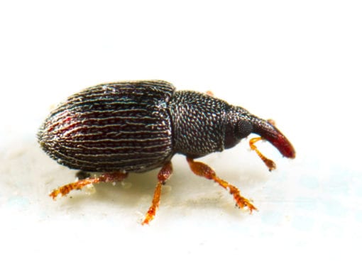 Close-up image of a Rice Weevil, a dark brown beetle with a long snout, segmented body, and reddish legs, standing on a light surface.