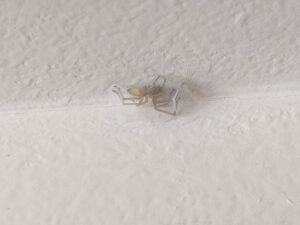 A Yellow Sac Spider is trapped in a clear piece of tape stuck to a white textured ceiling corner.