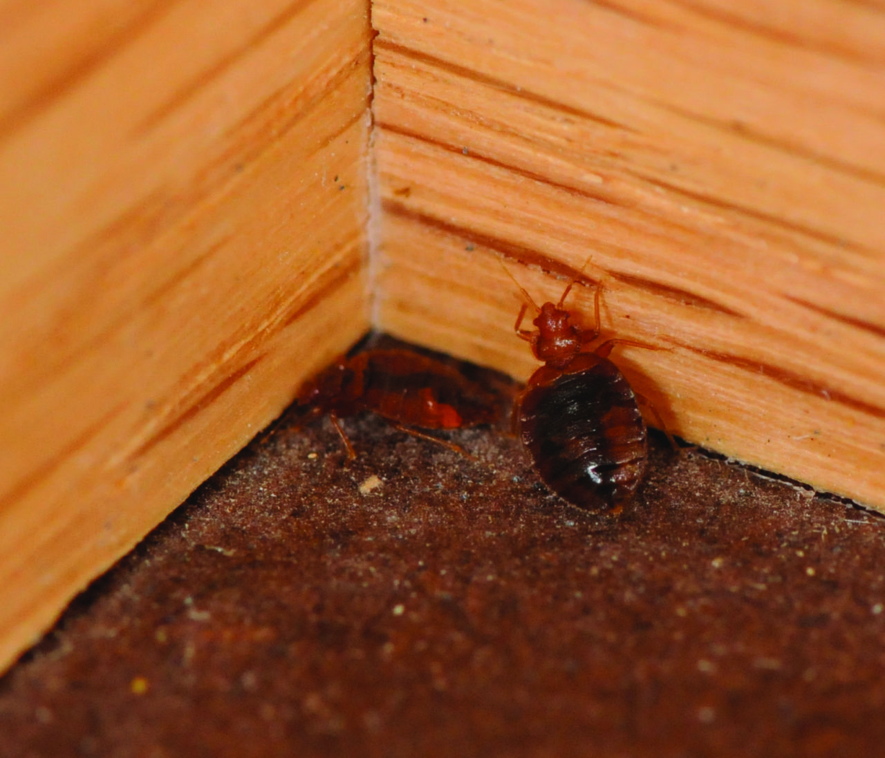 13-bed-bugs-in-corner.jpg 13-bed-bugs-in-corner.jpg