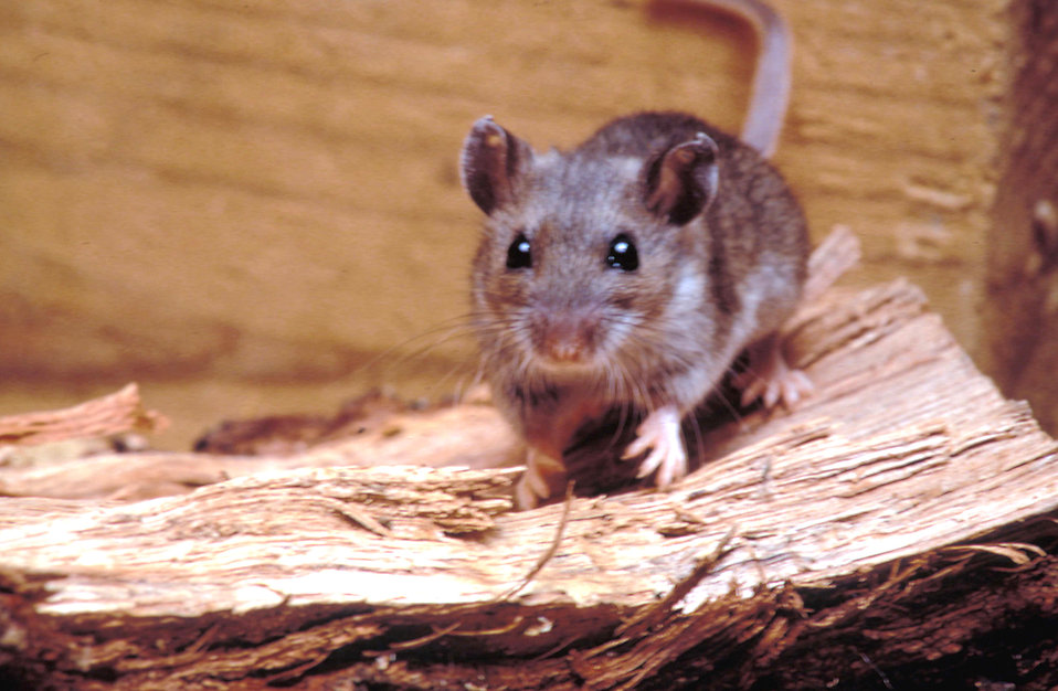 mouse on wood pile mouse on wood pile