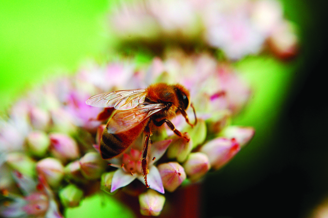 46_Honey_Bee-1.jpg