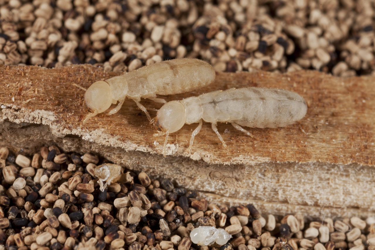 53_DrywoodTermites