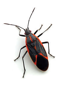 Box_Elder_Bug.jpg Box_Elder_Bug.jpg