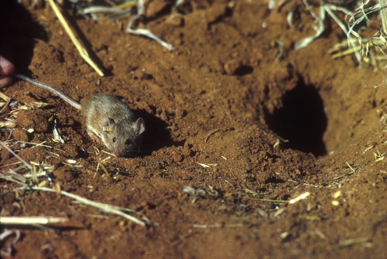mouse burrow mouse burrow