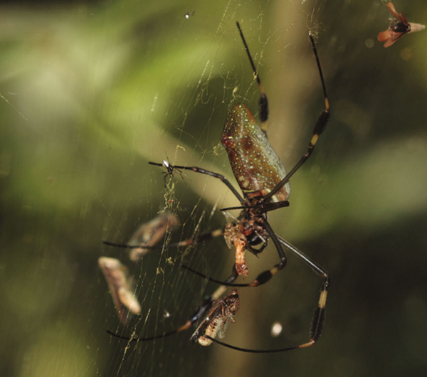 Spider hanging in a web while feeding on trapped insects among blurred greenery