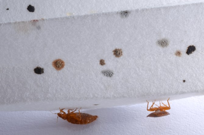 bed-bugs-egg-fecal-spotting-no-text-1