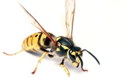 How to avoid getting stung this summer. Tips for stinging insects.