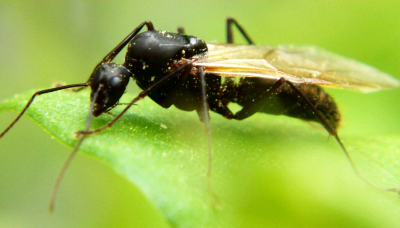 carpenter_ant_alate carpenter_ant_alate