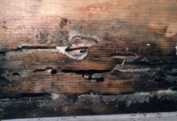Damaged wooden beam showing insect tunnels and holes from pest infestation