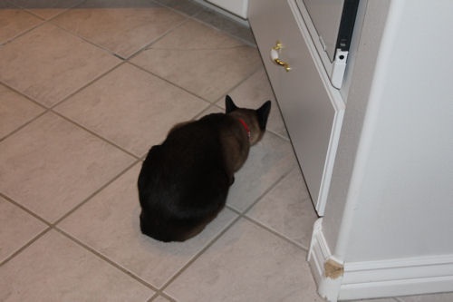 cat watching for mouse cat watching for mouse