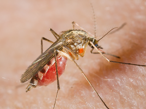 mosquito on arm
