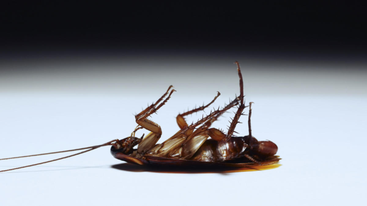 dead-roach.jpg dead-roach.jpg