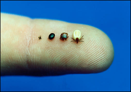 different tick sizes