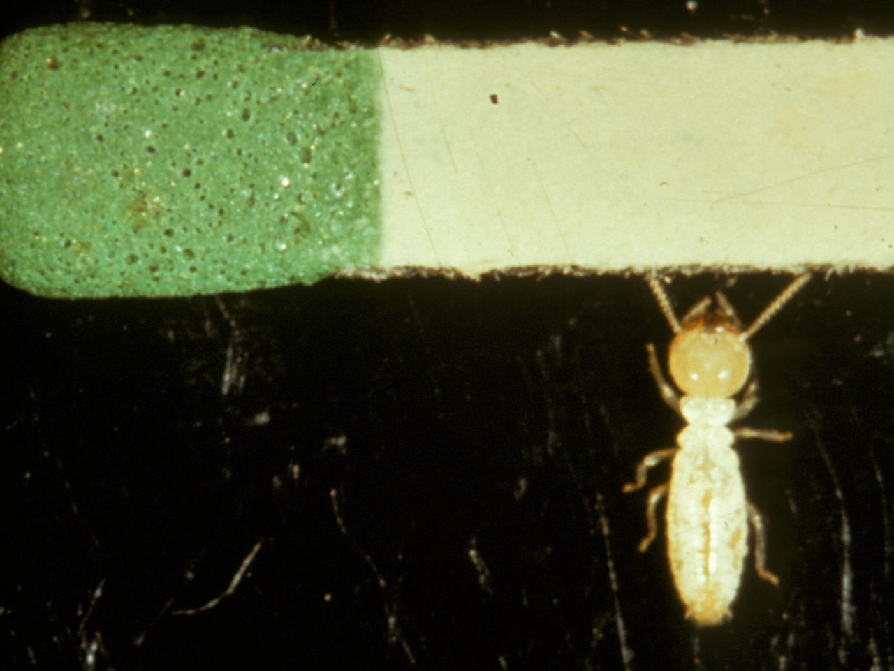 eastern_subt_termite_worker_dorsal eastern_subt_termite_worker_dorsal