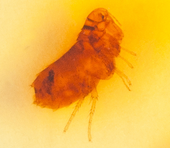 what does a flea look like