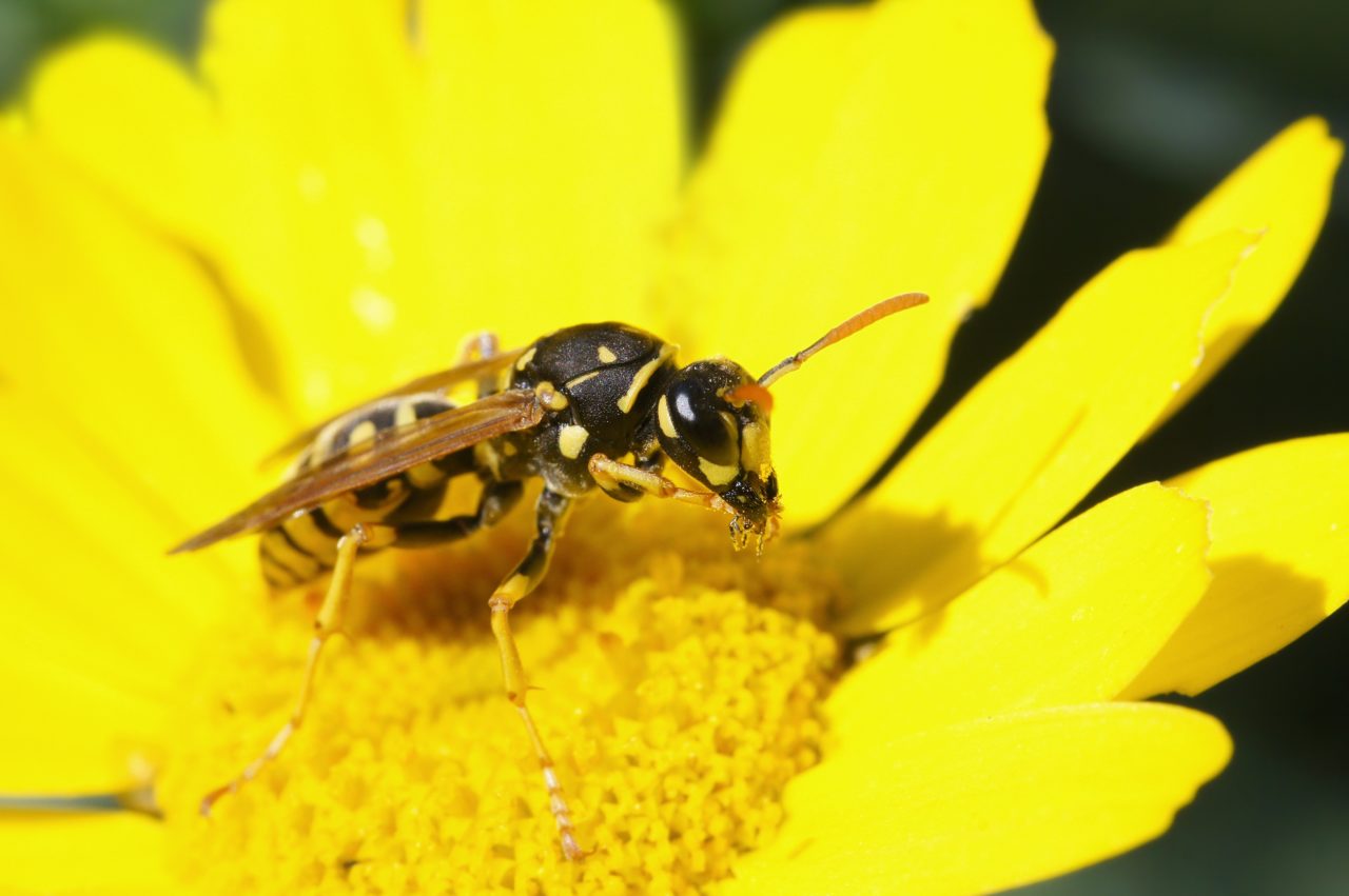 Close-up of a yellow and black wasp resting on the center of a bright yellow flower
