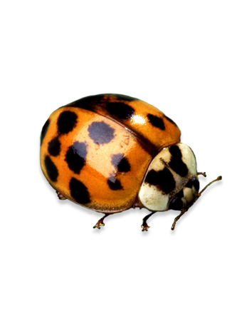 Close-up of an orange ladybug with black spots on its shell, shown against a white background.