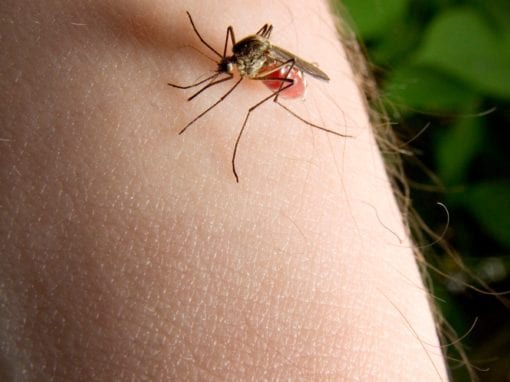 why are mosquitos attracted to me