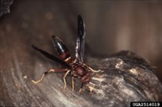 paperwasp npma resized 600