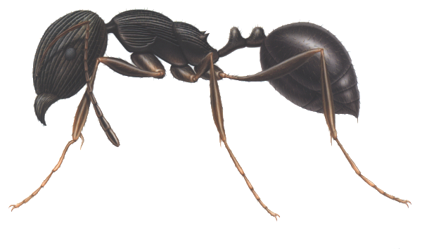 pavement ant control