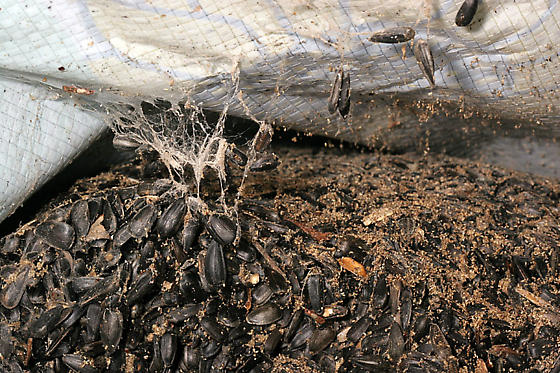 indian meal moth webbing