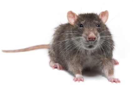 rat_small.jpg