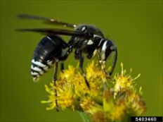 stinging bald faced hornet.npma resized 600
