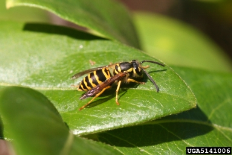 stinging yellowjackets resized 600