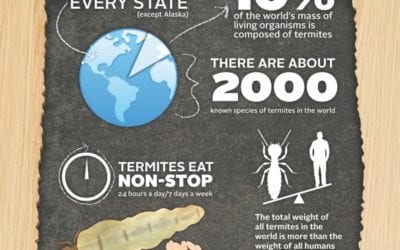 Termites in Indiana. Nothing but the truth.