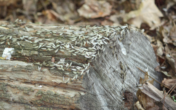 swarm_of_termites