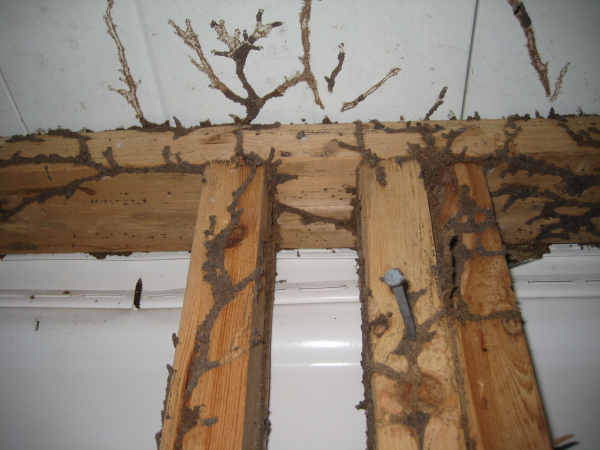 what do termite mud tubes look like