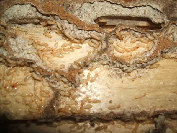 termite_nymphs_and_adults_great_2-resized-600